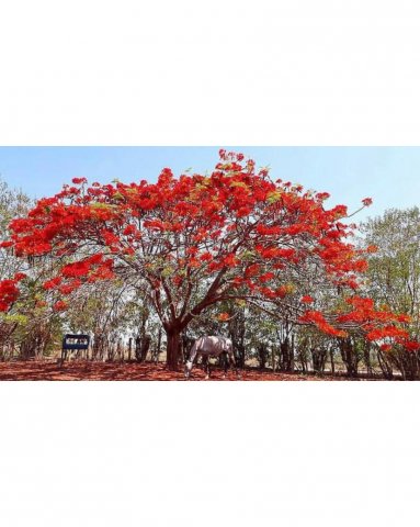 1º Concurso Cultural de Fotos da FAV - 2019 - Foto: Ricardo Miyasaka